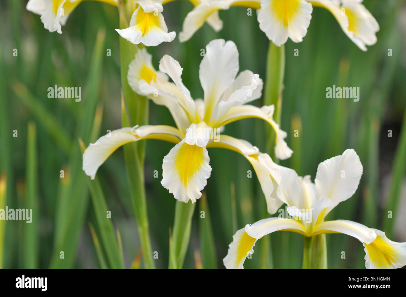 Butterfly iris (Iris orientalis) Stock Photo