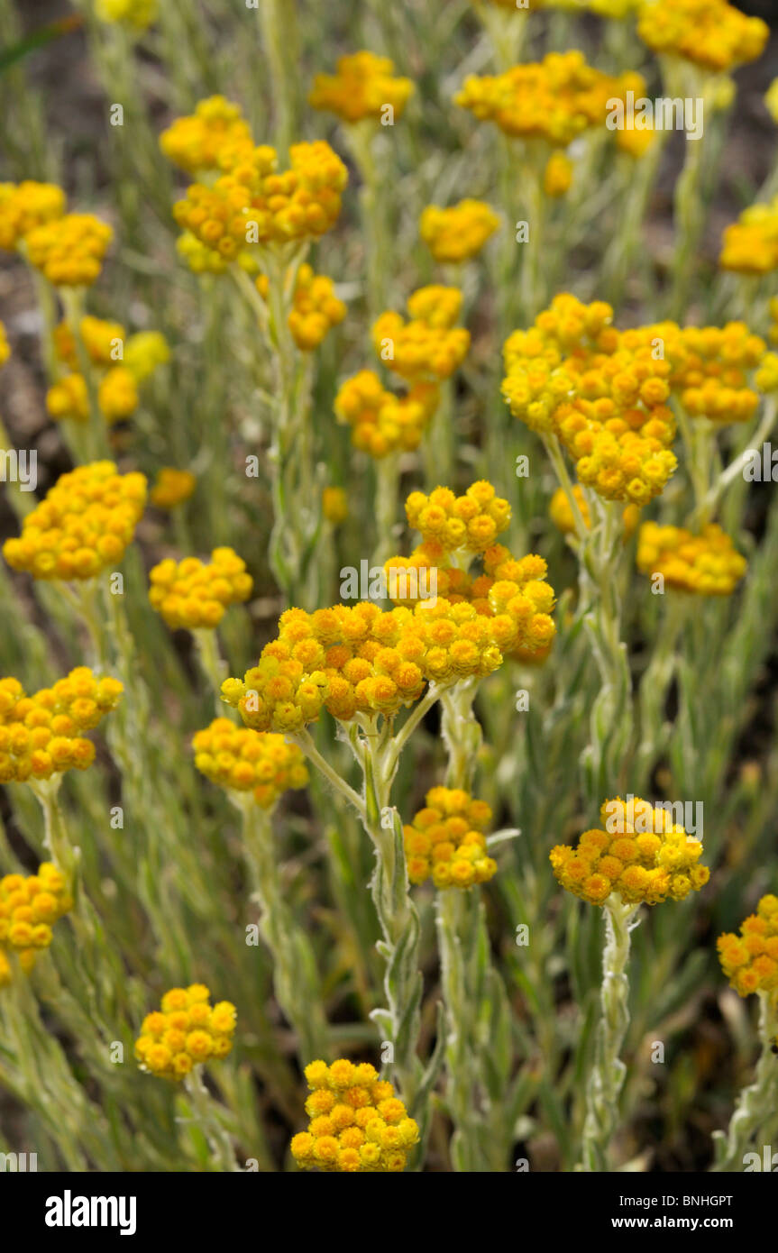 Paper daisy (Helichrysum thianschanicum 'Schwefellicht') Stock Photo