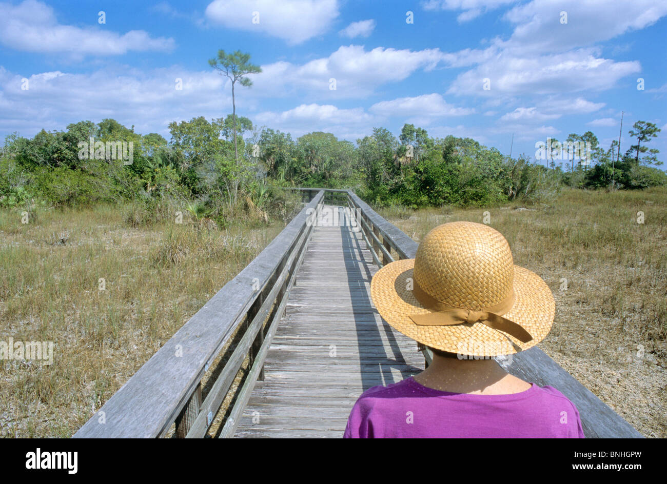 USA United States of America Florida Everglades walkway Mahogany Hammock nature reserve America nature landscape tourism Stock Photo