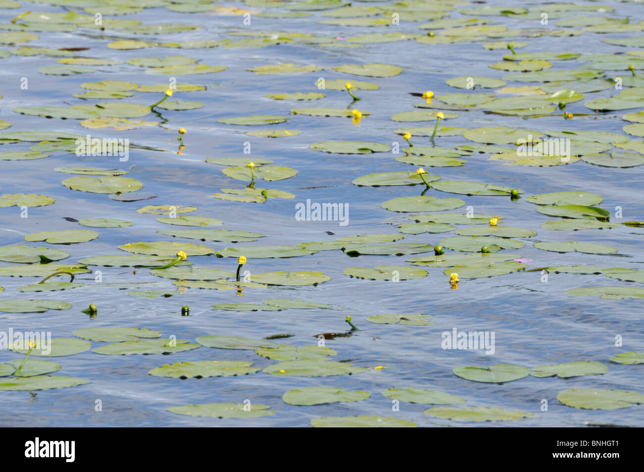 Yellow pond lily (Nuphar lutea) Stock Photo