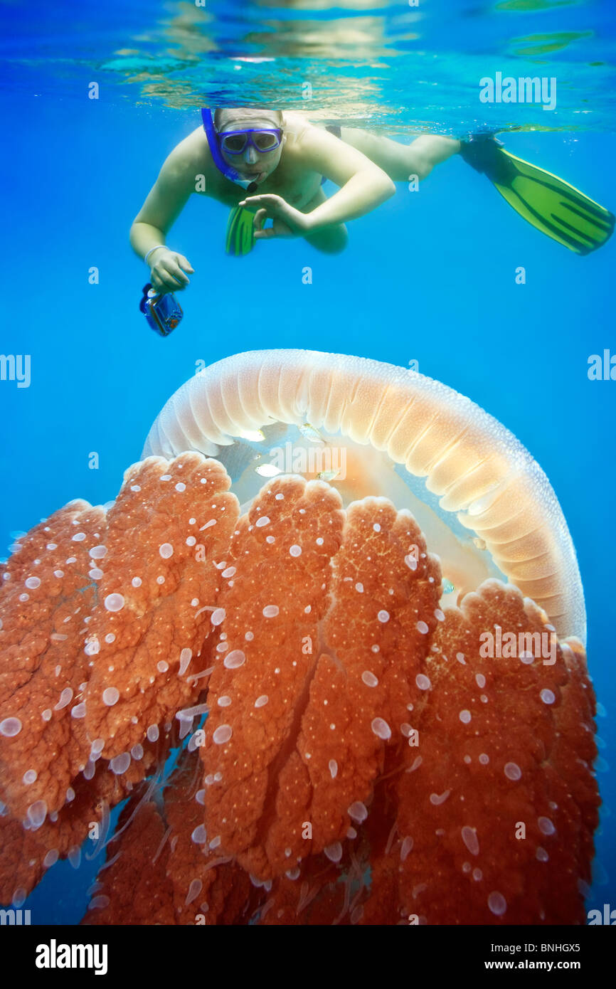Underwater photographer snorkeling with jellyfish Stock Photo