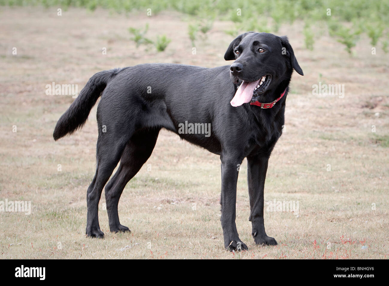 Shot of a Beautiful Black Labrador in the Countryside Stock Photo