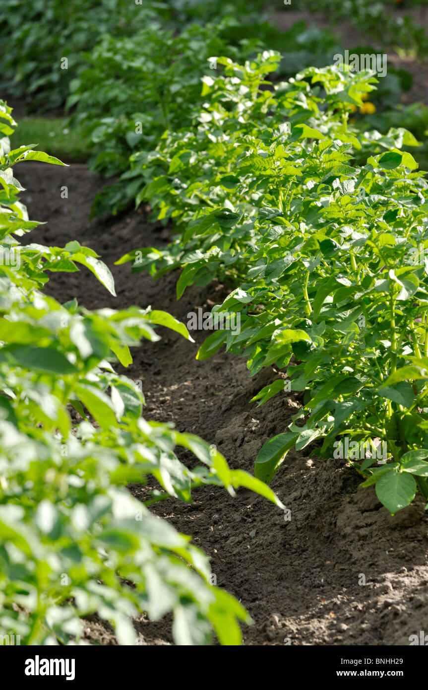 Potato (Solanum tuberosum) Stock Photo