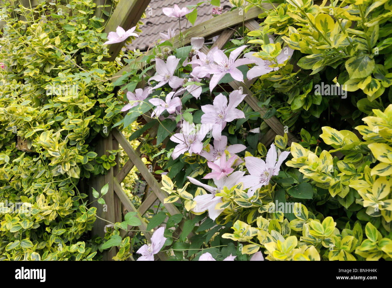 Clematis (Clematis Piilu) and winter creeper (Euonymus fortunei 'Emerald'n Gold') Stock Photo