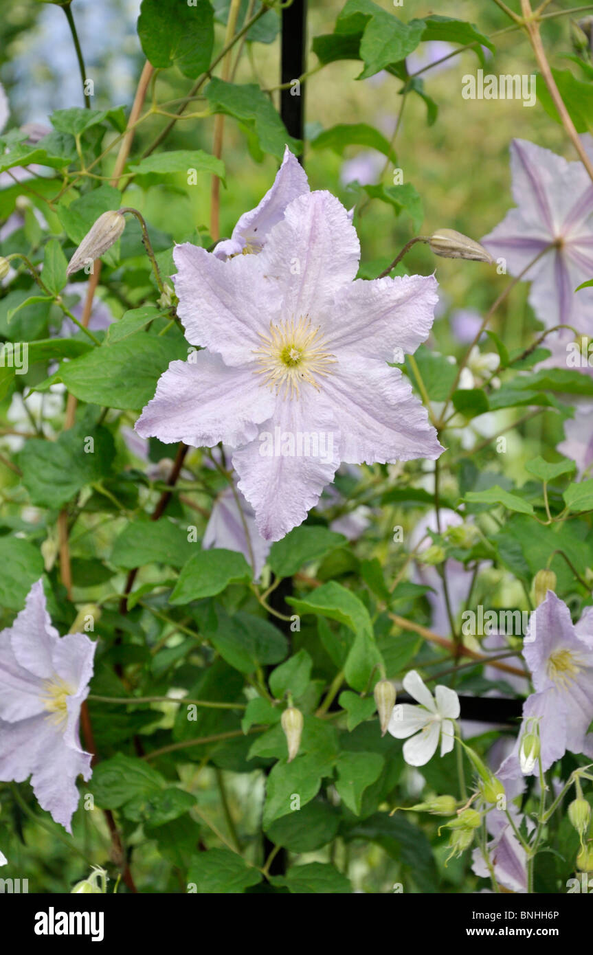 Clematis (Clematis Blue Angel) Stock Photo