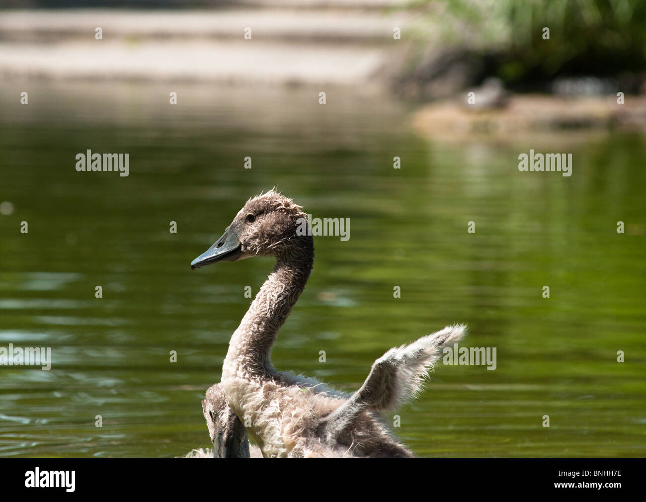 Signet flapping its small wings Stock Photo