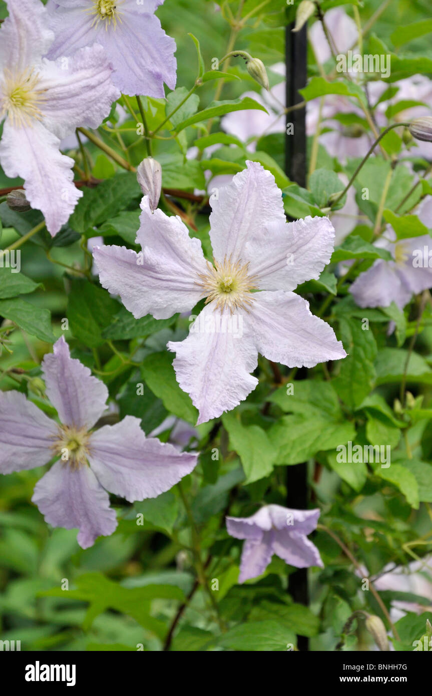 Clematis (Clematis Blue Angel) Stock Photo