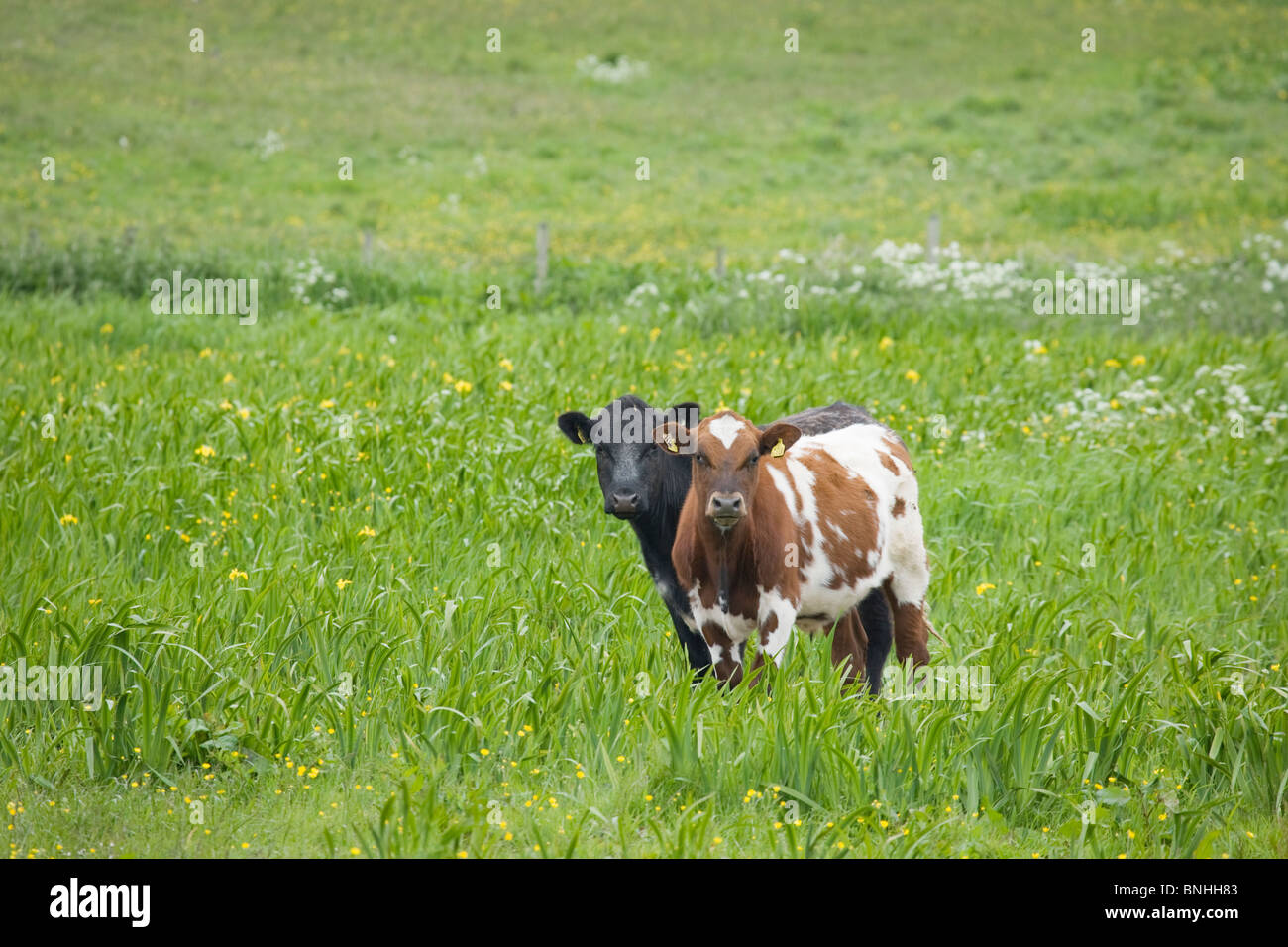 Cattle in Meadow Orkney Mainland MA002320 Stock Photo