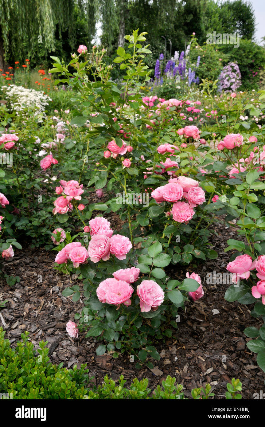 Floribunda rose (Rosa Leonardo da Vinci) Stock Photo