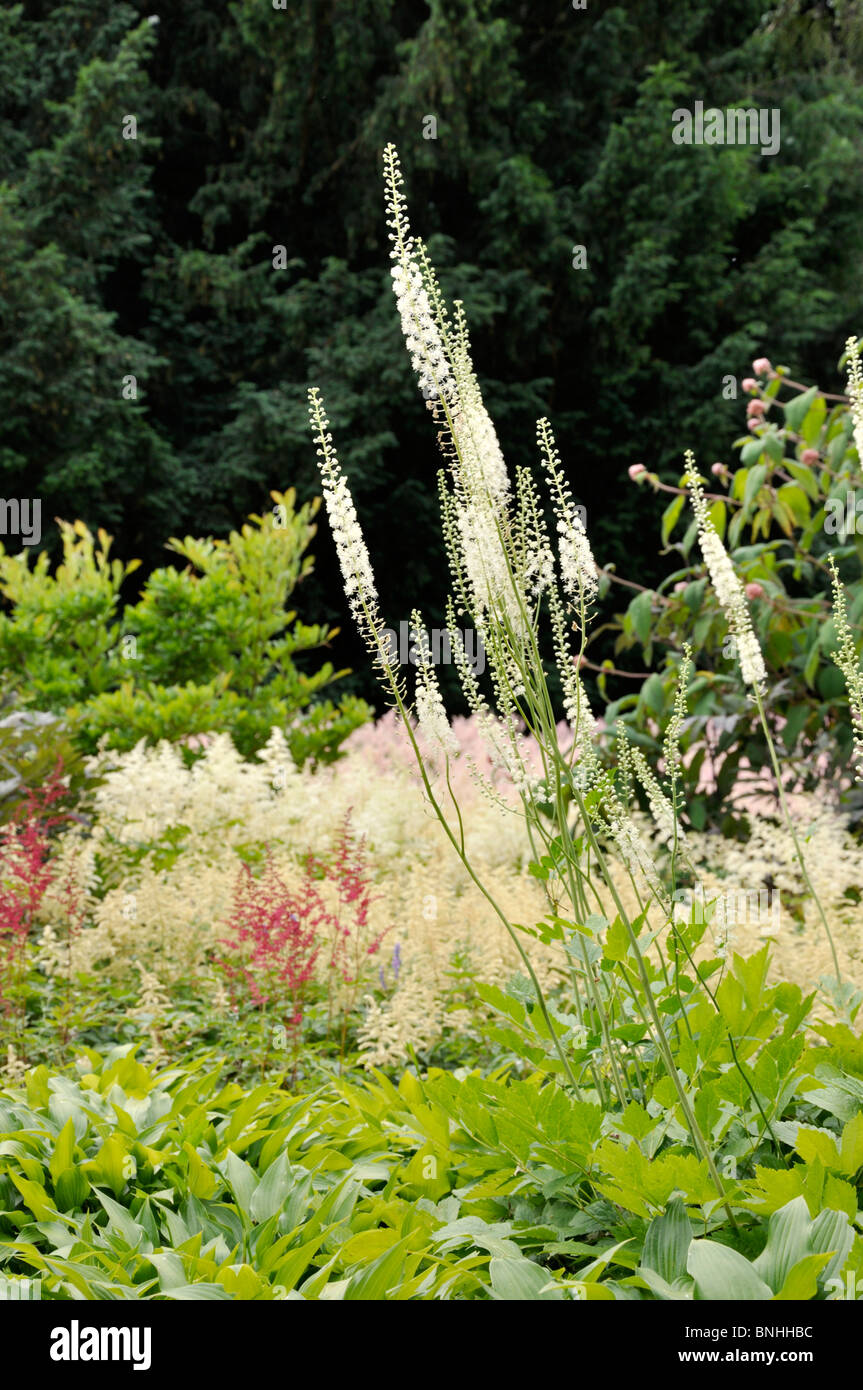 Black cohosh (Cimicifuga racemosa syn. Actaea racemosa) Stock Photo