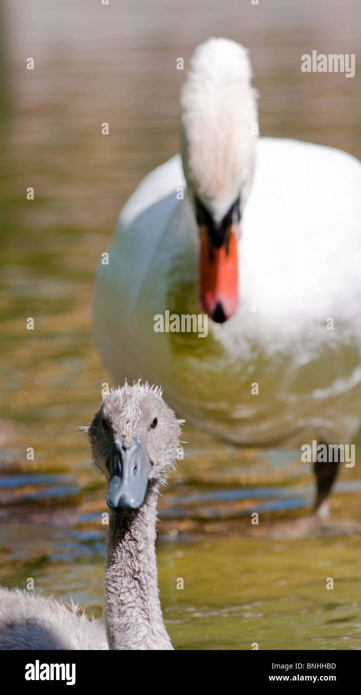 Swan and her baby head on Stock Photo