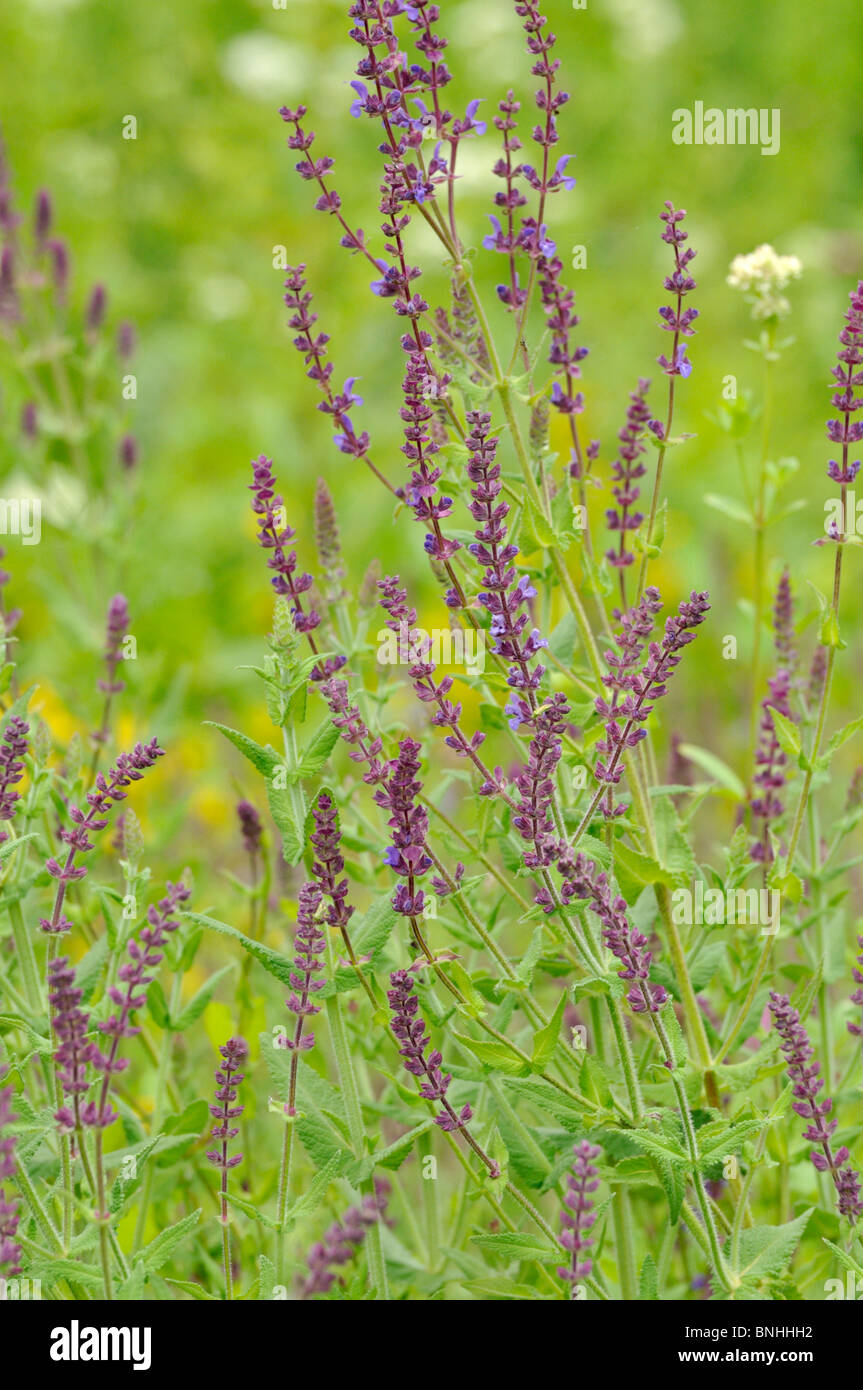 Southern meadow sage (Salvia virgata) Stock Photo