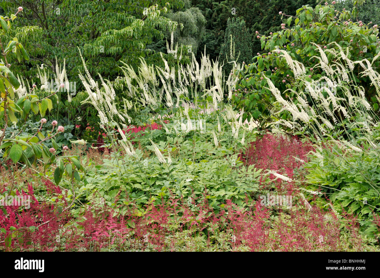 Black cohosh (Cimicifuga racemosa syn. Actaea racemosa) and astilbes (Astilbe) Stock Photo