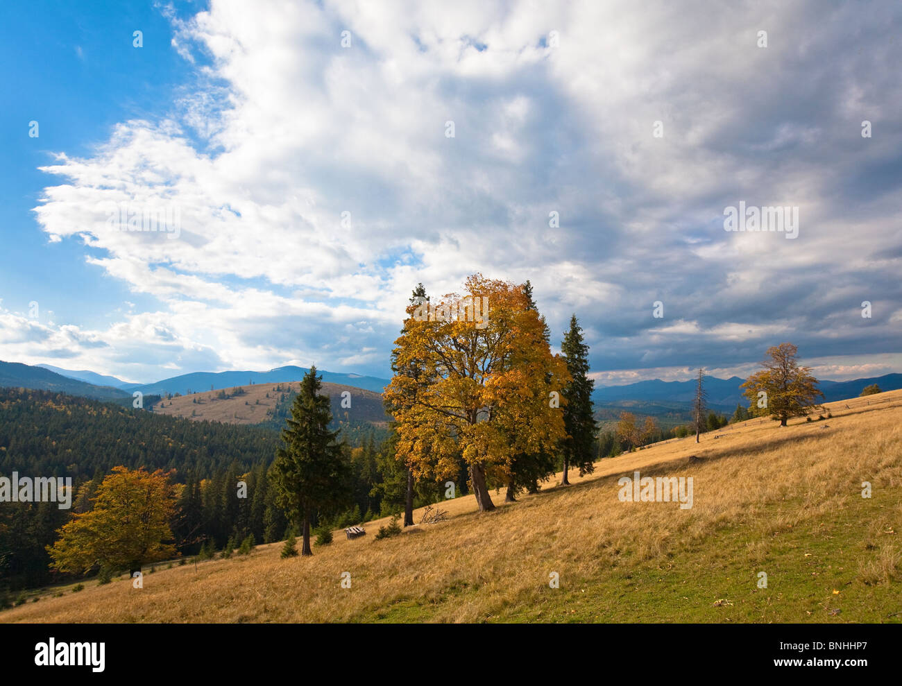Autumn mountain hill with colorful trees (Carpathians, Ukraine) Stock Photo