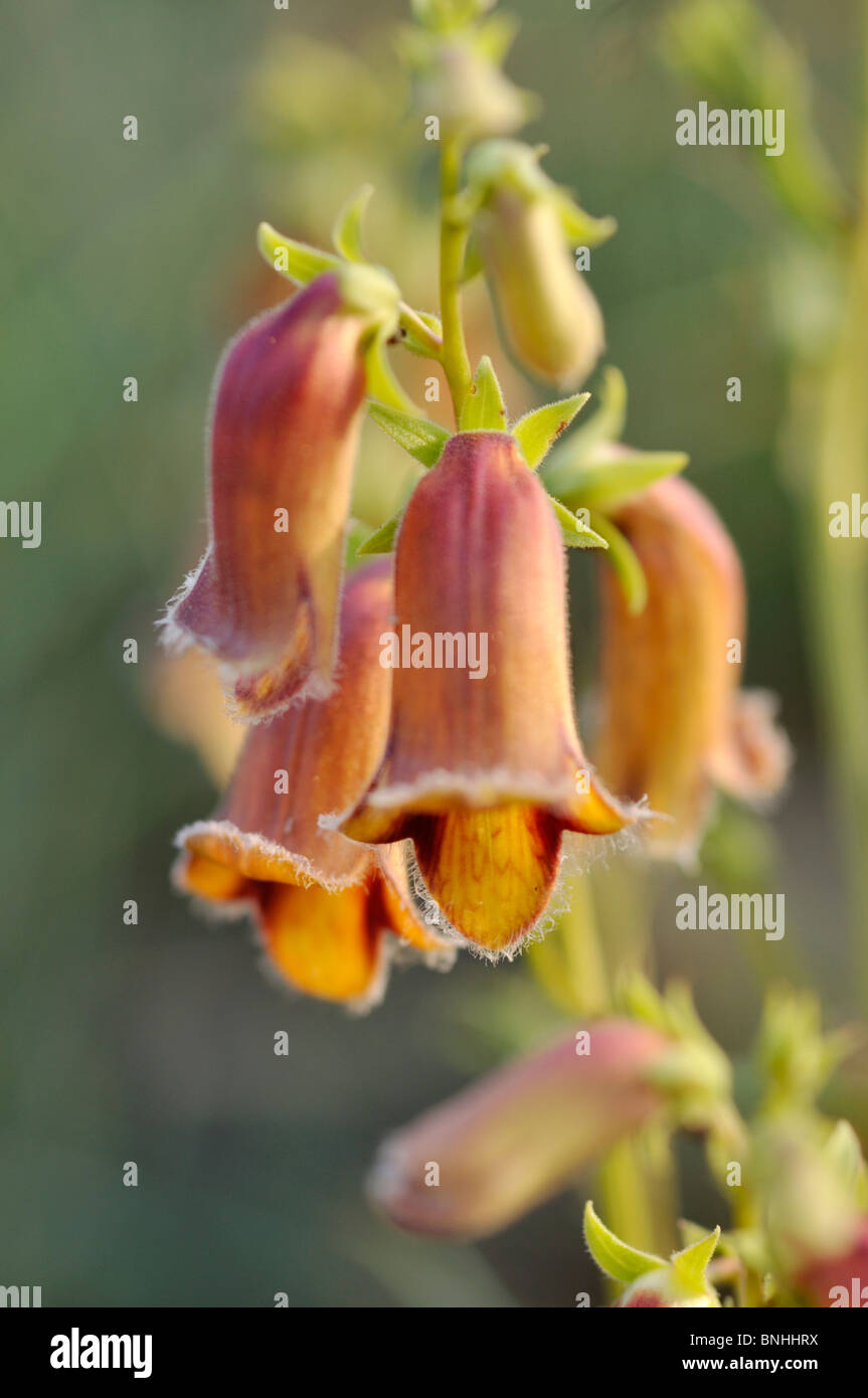 Sunset foxglove (Digitalis obscura Stock Photo Alamy