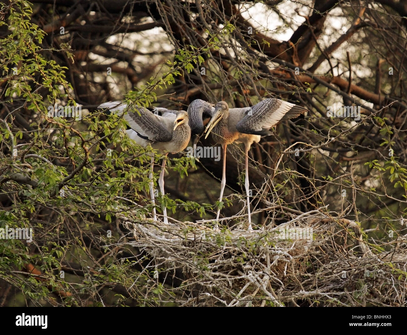 Juvenile Painted Storks waiting for food in there nest at New Delhi Zoo, India Stock Photo