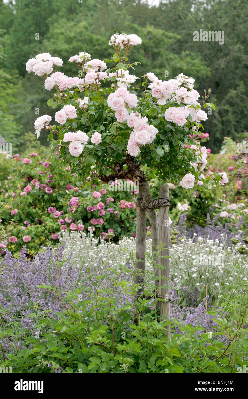 Climbing rose (Rosa New Dawn) Stock Photo