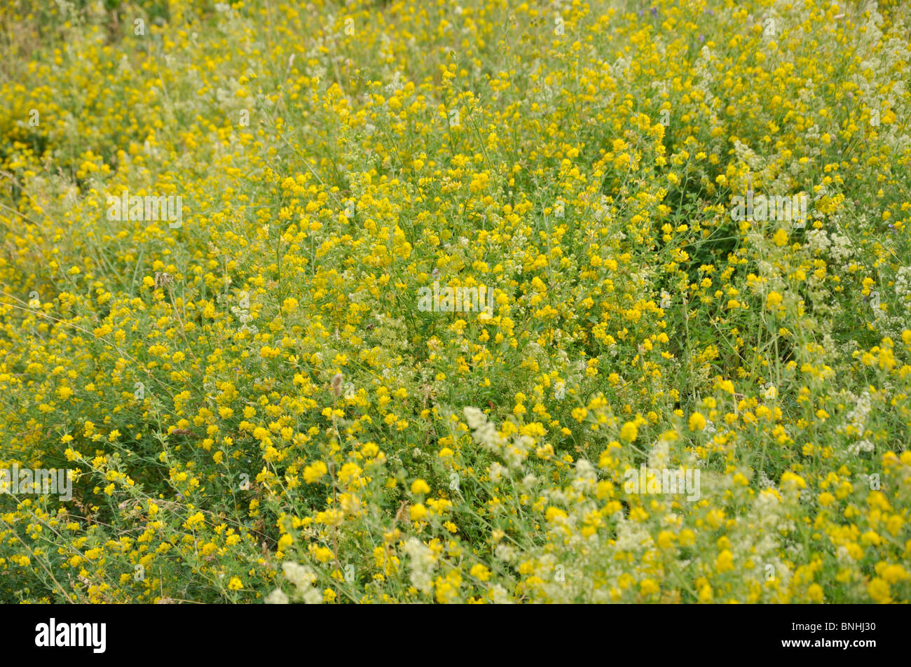 Hop clover (Trifolium aureum) Stock Photo