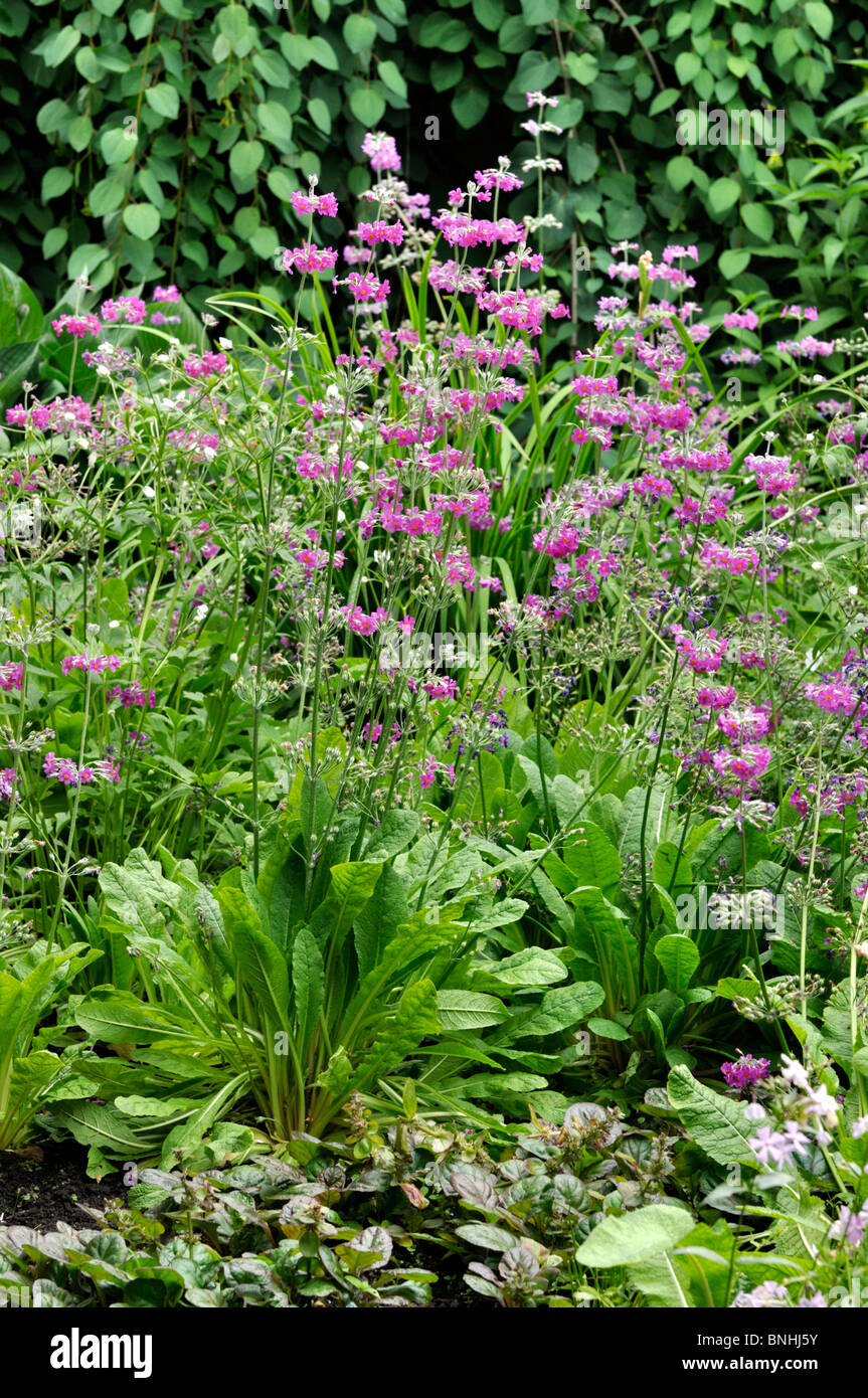 Candelabra primrose (Primula beesiana) Stock Photo