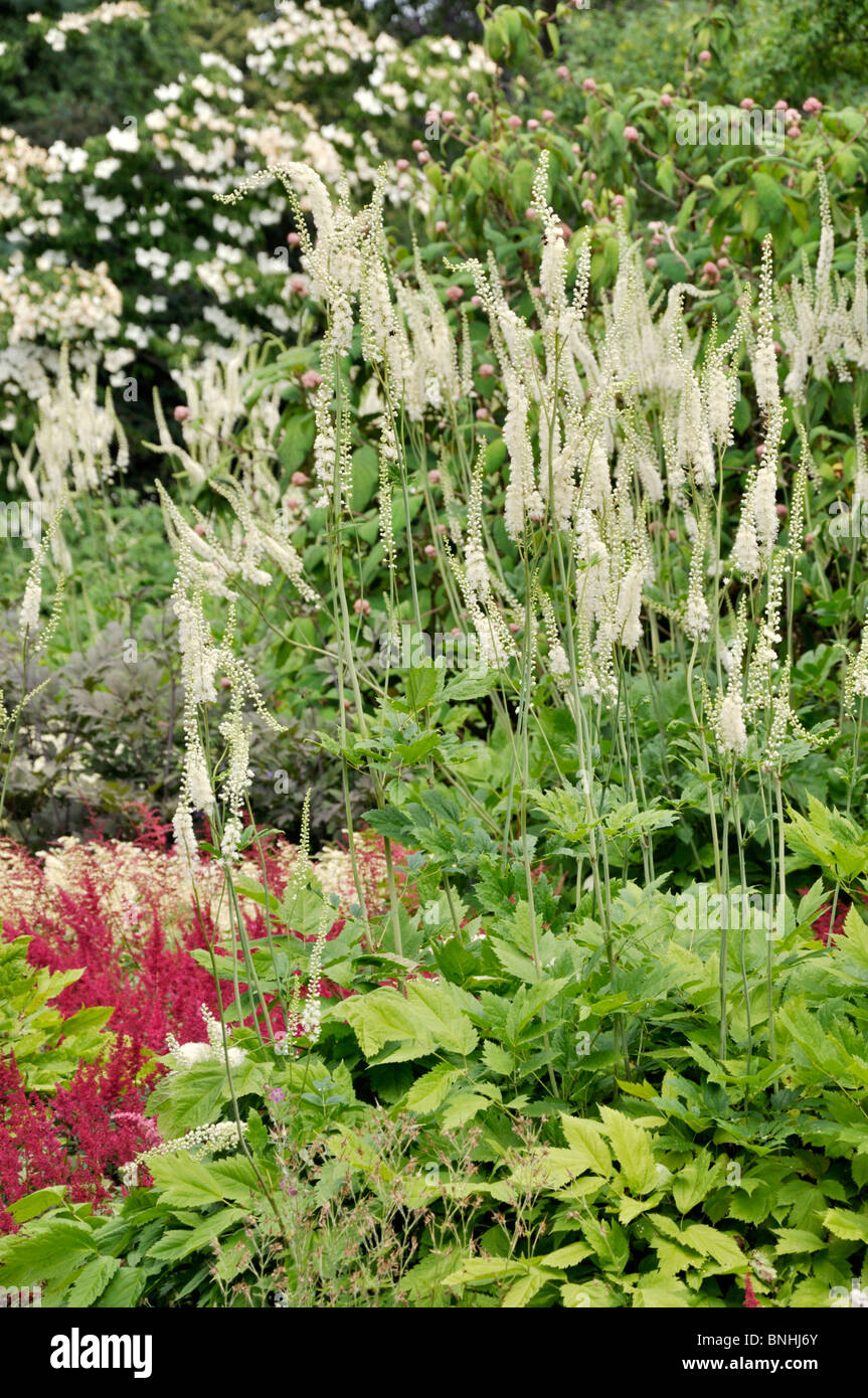 Black cohosh (Cimicifuga racemosa syn. Actaea racemosa) Stock Photo