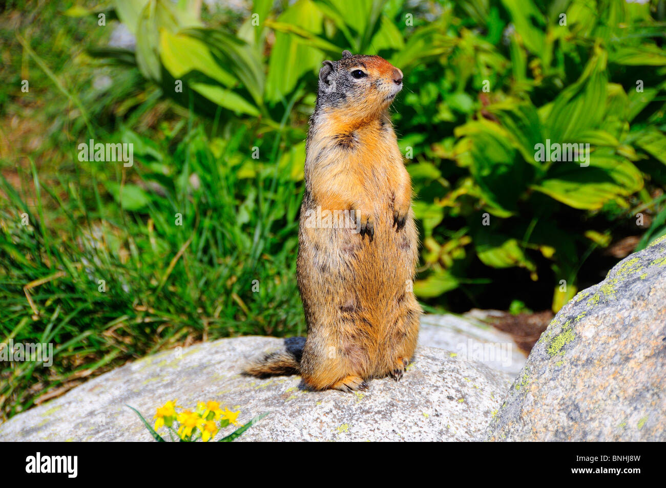 Canada Columbian Ground Squirrel Spermophilus columbianus Kokanee ...
