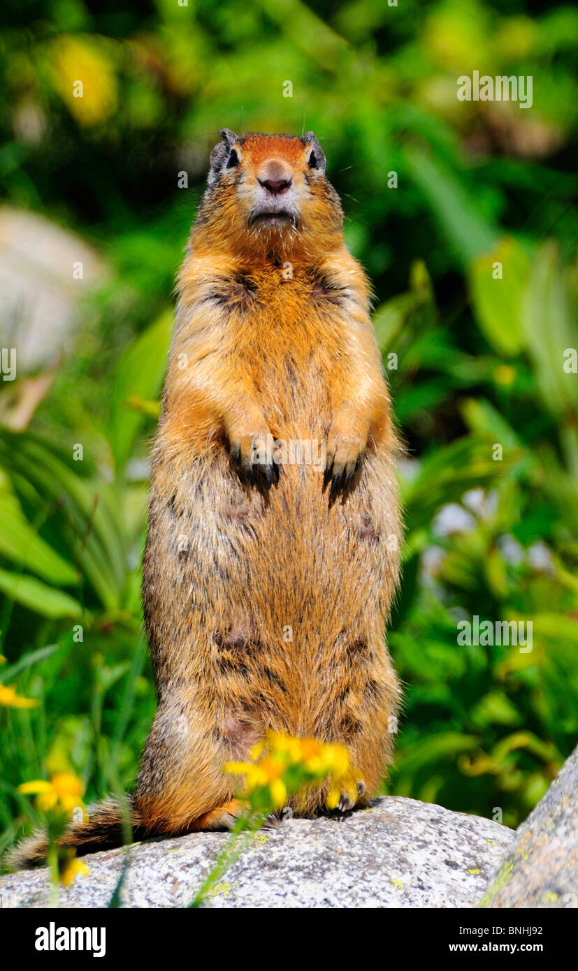 Canada Columbian Ground Squirrel Spermophilus columbianus Kokanee ...