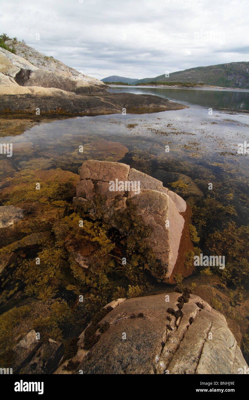 Sea weed in a fjord in Hamsund, Norway Stock Photo