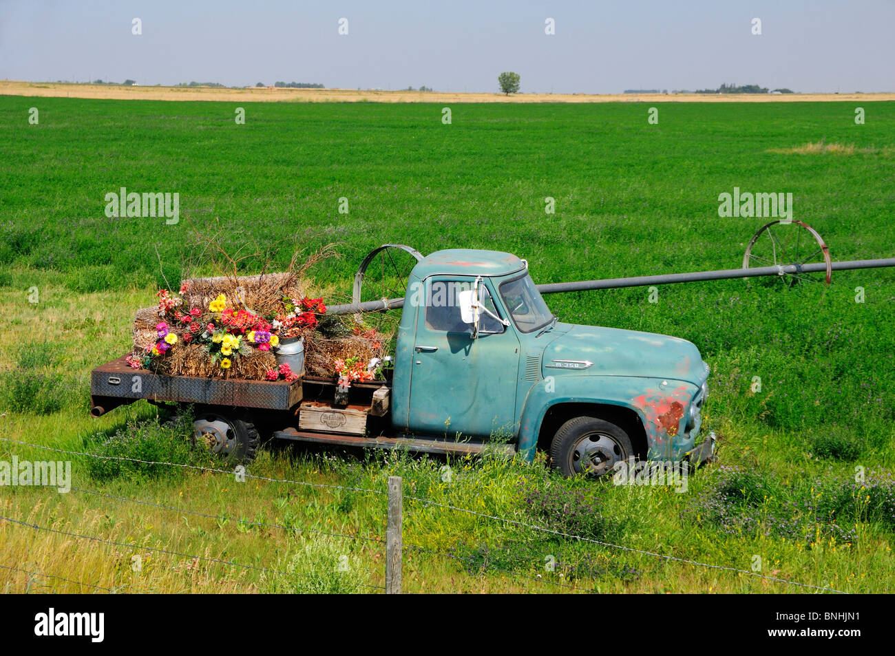 Canada Flowers Old Pickup Truck near Brooks Alberta province wreck decoration decorated rural farming agriculture car vehicle Stock Photo