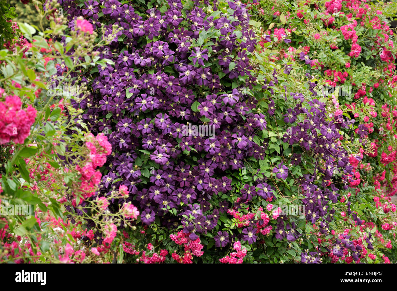 Clematis clematis rose rosa hi-res stock photography and images - Alamy