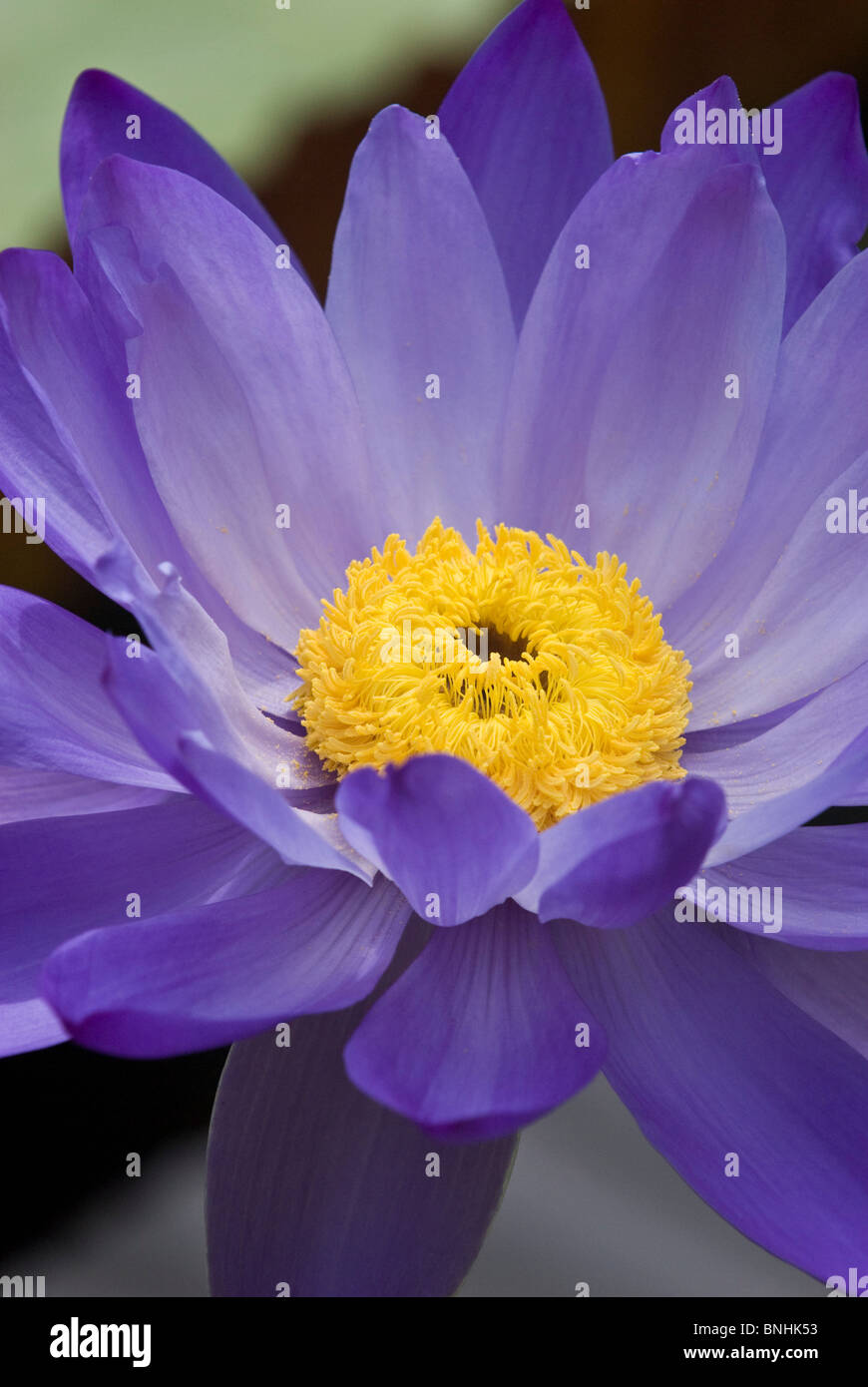 Nymphaea "kew's Stowaway Blues" lily cultivar. Flower open Stock Photo