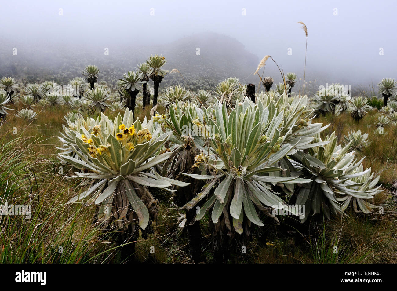Ecuador Frailejones Espeletia pycnophylla Reserva Ecologica El Angel near El Angel Andes