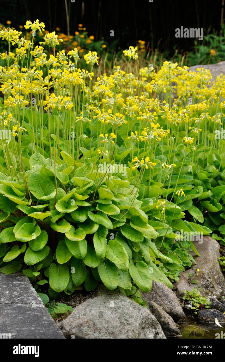Candelabra primrose (Primula chungensis) Stock Photo