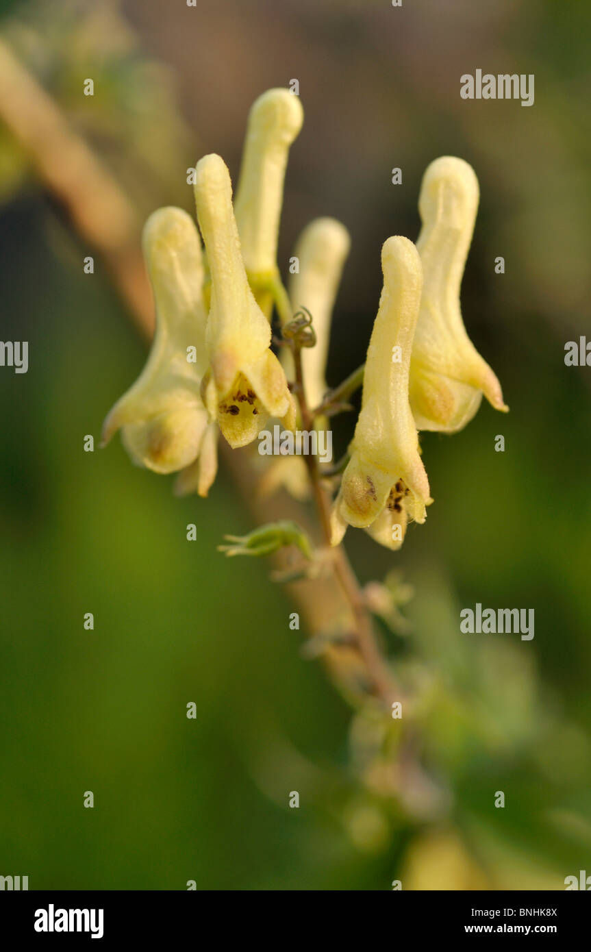 Northern wolfsbane (Aconitum lycoctonum) Stock Photo