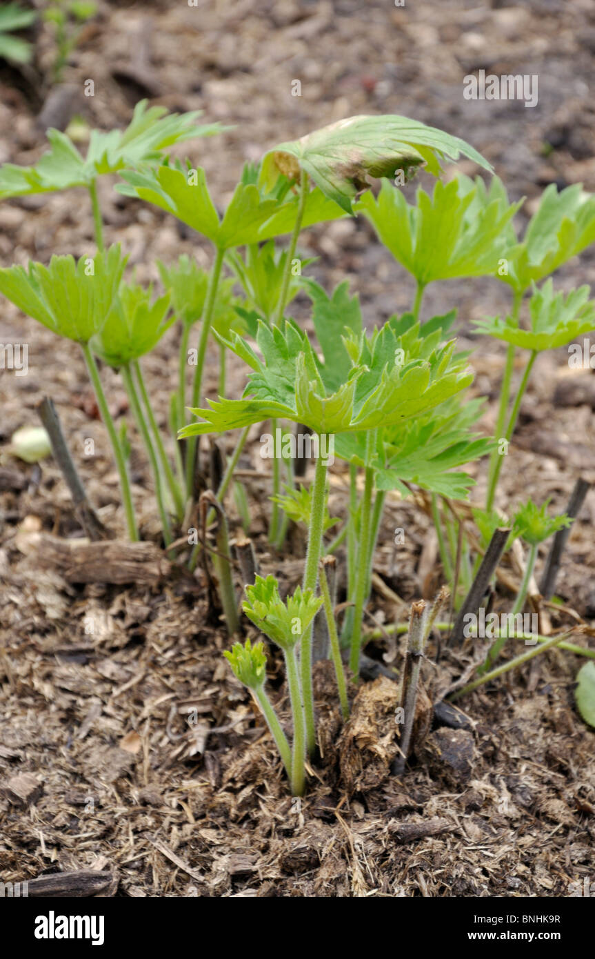 Cut back larkspur (Delphinium) fertilized with horse manure Stock Photo