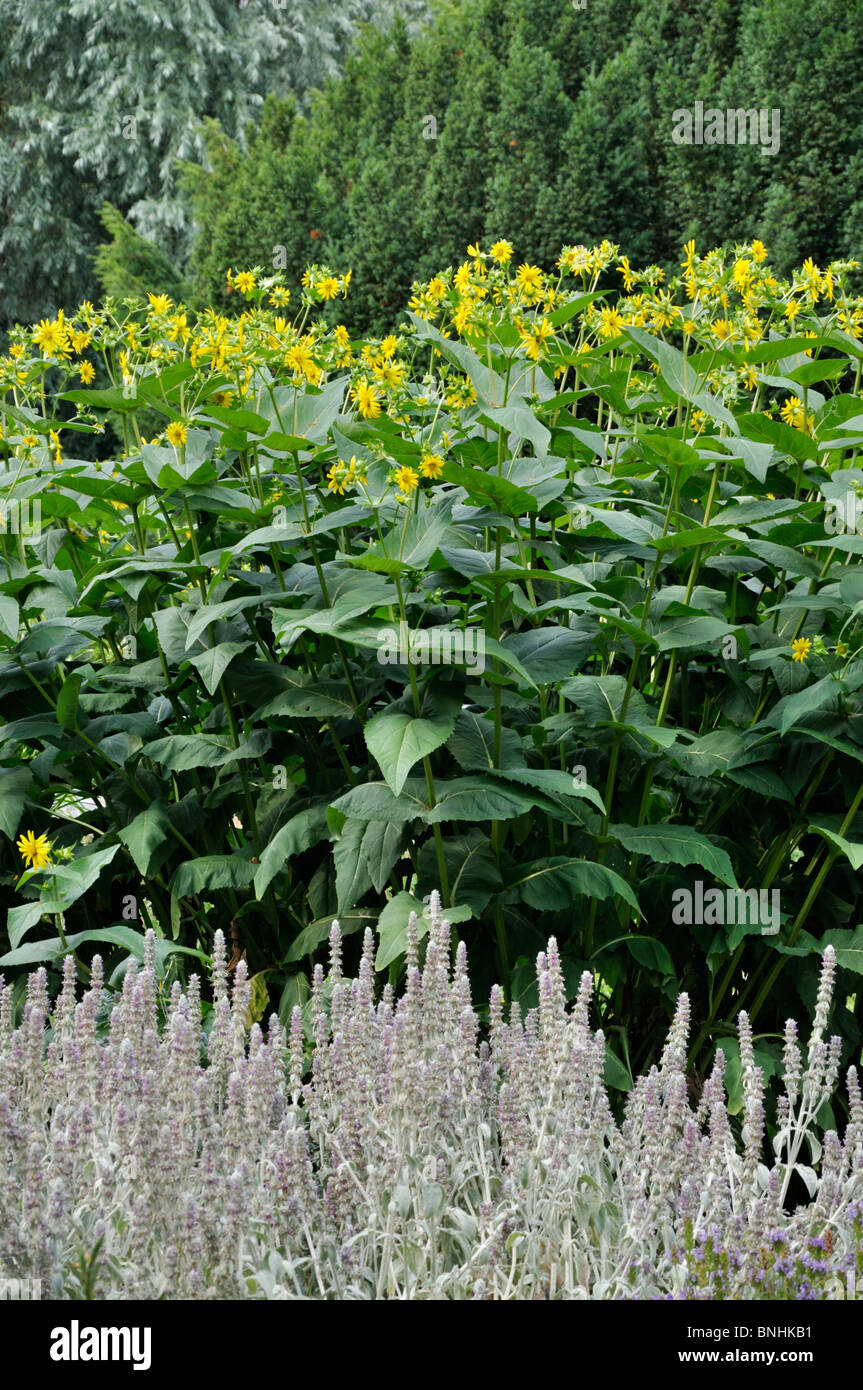 Cup plant (Silphium perfoliatum) and lamb's ears (Stachys byzantina) Stock Photo