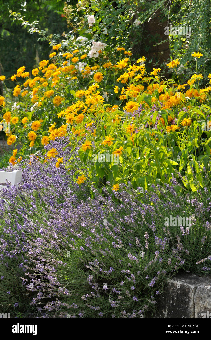 False sunflower (Heliopsis helianthoides) and common lavender (Lavandula angustifolia) Stock Photo