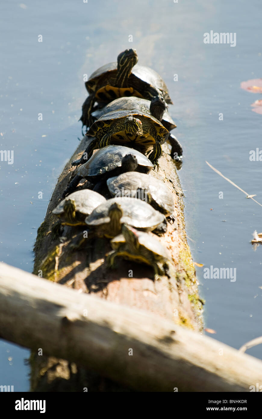 Turtles sunning themselves on a log in Juanita Bay Park in Kirkland, Washington. Stock Photo