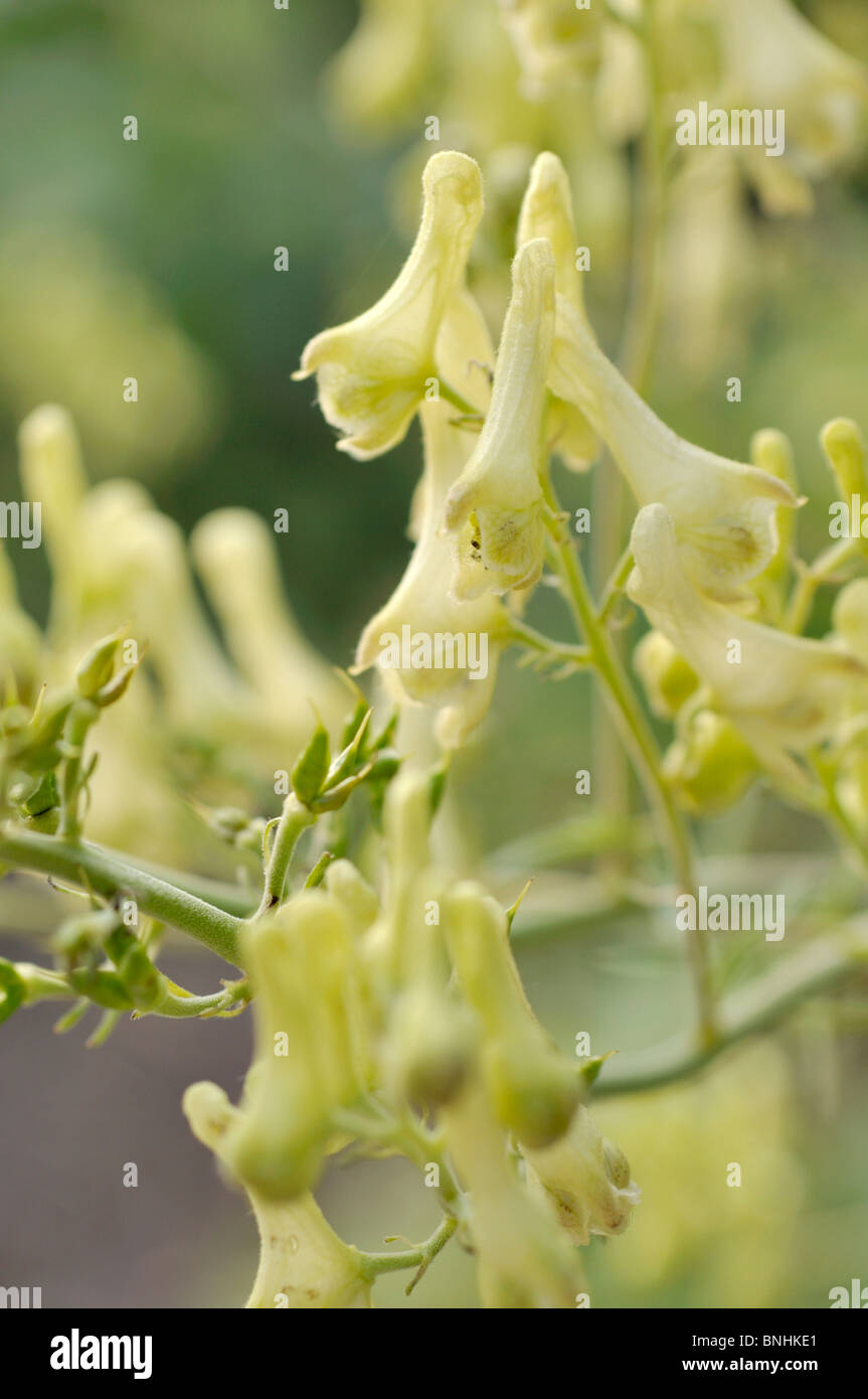 Yellow monkshood (Aconitum lycoctonum subsp. neapolitanum syn. Aconitum lamarckii) Stock Photo