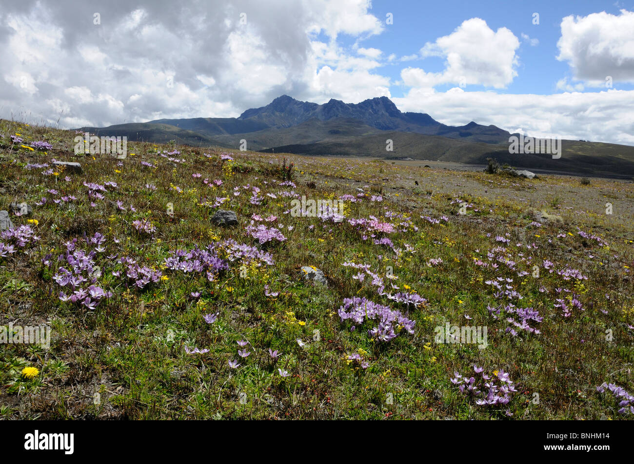 Andes wildflowers hi-res stock photography and images - Alamy