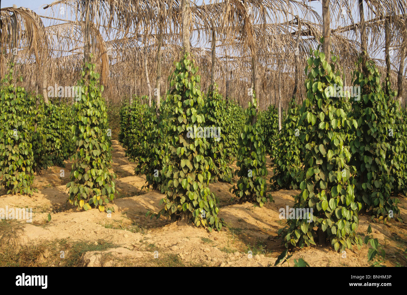 Vietnam Black pepper Phu Quoc island agriculture spice spices plants