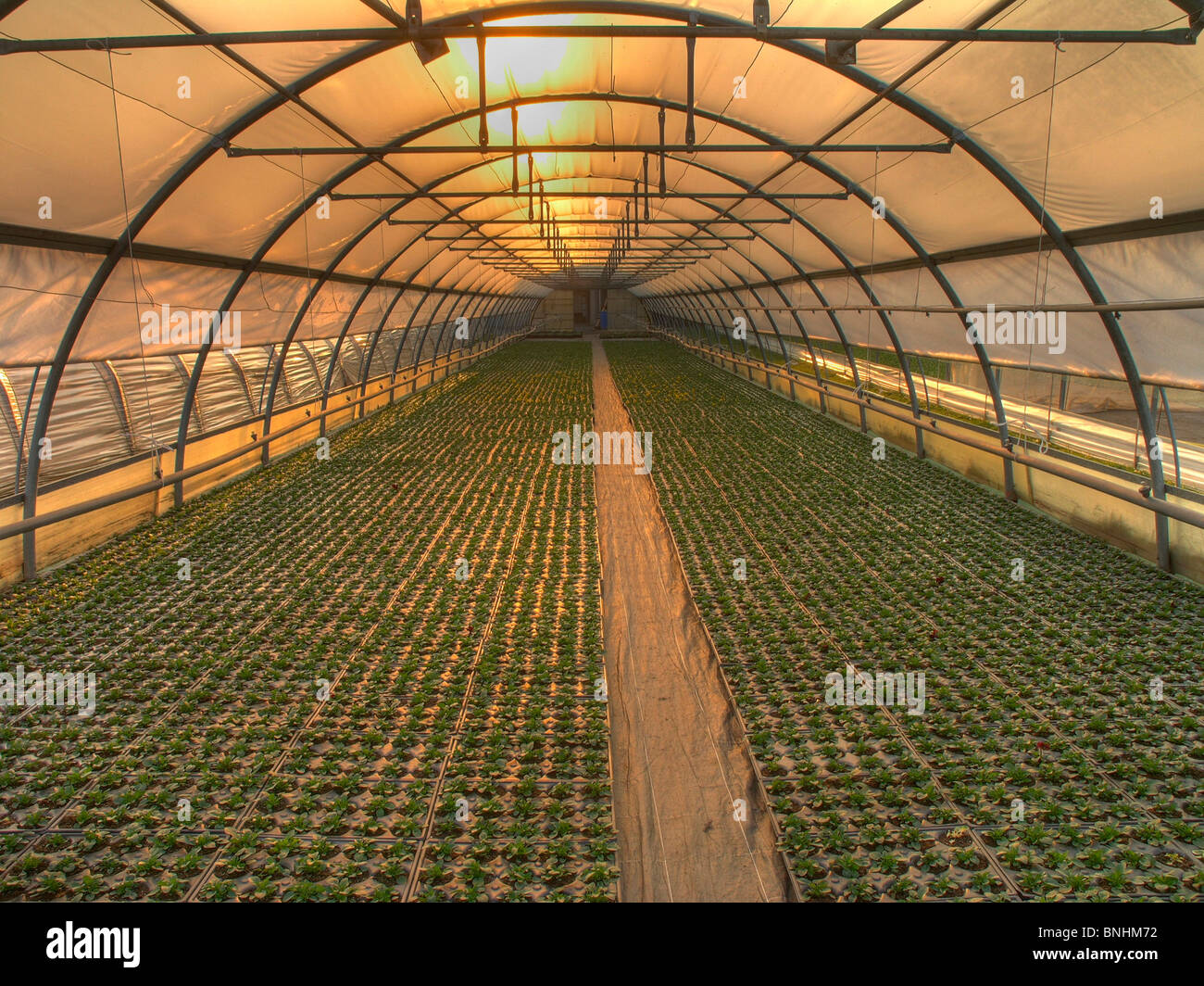 Switzerland greenhouse green house indoors inside plants cultivation agriculture sun sunset sunrise Stock Photo