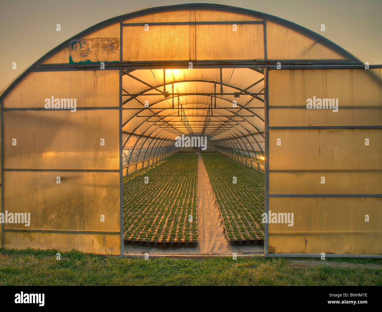 Switzerland greenhouse green house indoors inside plants cultivation agriculture sun sunset sunrise Stock Photo