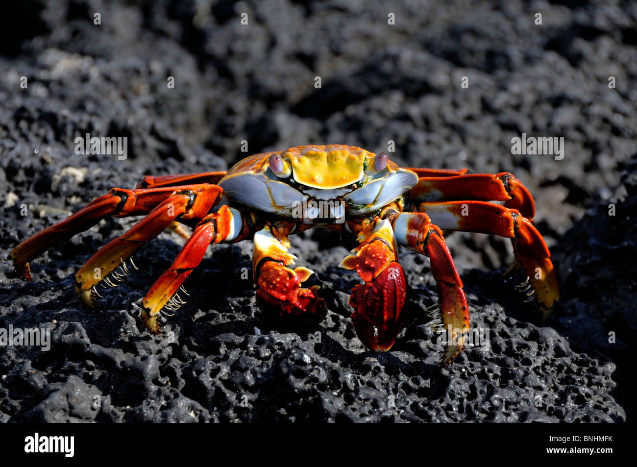 Ecuador Sally Lightfoot Crab Grapsus Grapsus Las Bachas Santa Cruz Island Galapagos Islands black rock Stock Photo