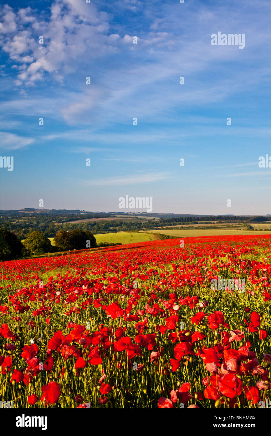 Poppy fields in early morning sunshine on the Marlborough Downs, Wiltshire, England, UK Stock Photo
