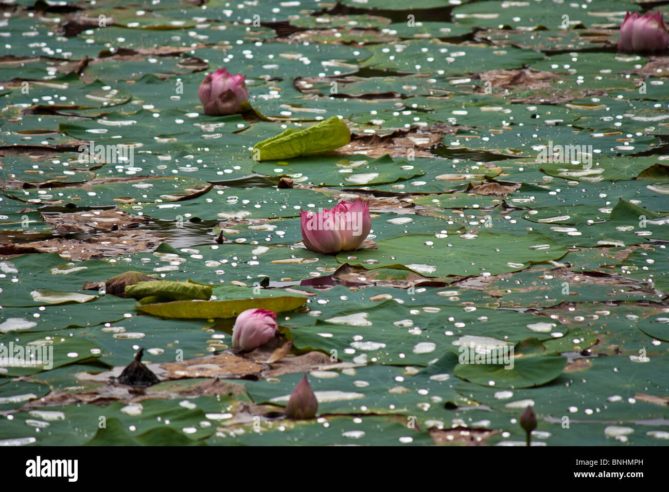 Lotus pond with leaves on water Stock Photo
