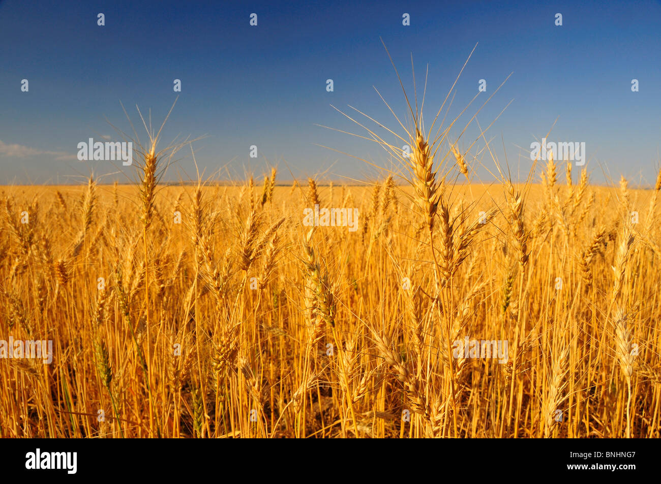 USA Wheat fields near Chinook Montana field crop grain cornfield farming agriculture rural Stock