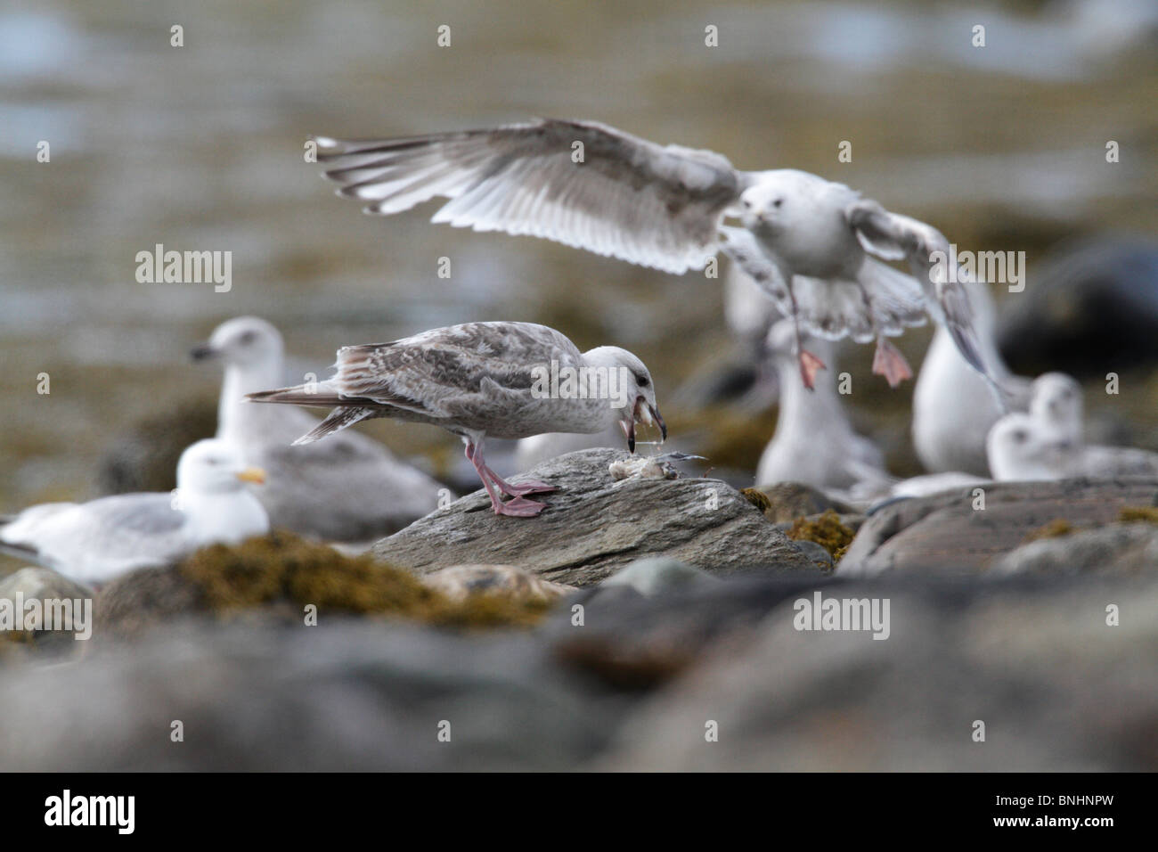 Herring gull stealing food hires stock photography and images Alamy