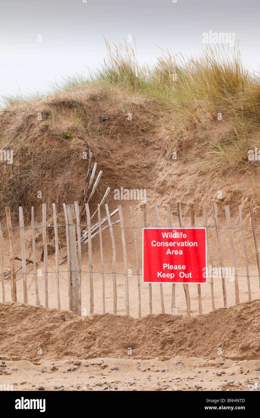 A dune restoration project at the Point of Ayr on the North Wales coast. Stock Photo