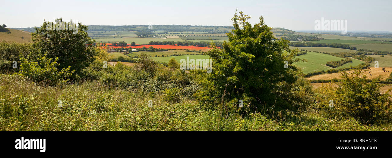 Rural view with a blanket of field poppies (Papaver rhoeas) in the distance, Summer, Bedfordshire Stock Photo