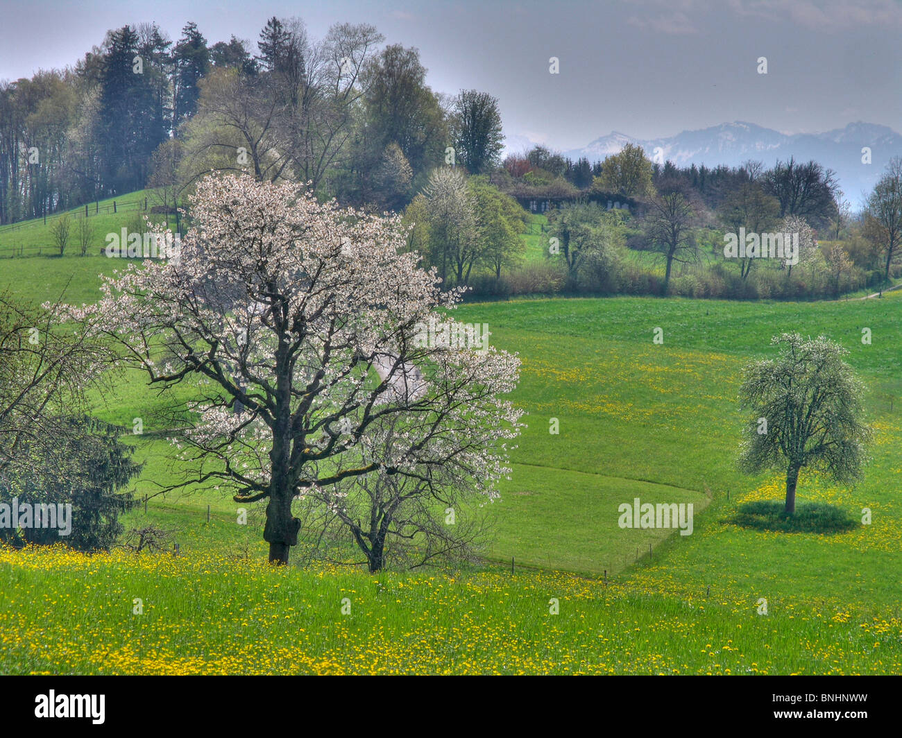 Switzerland Hombrechtikon Canton of Zurich cherry tree fruit trees
